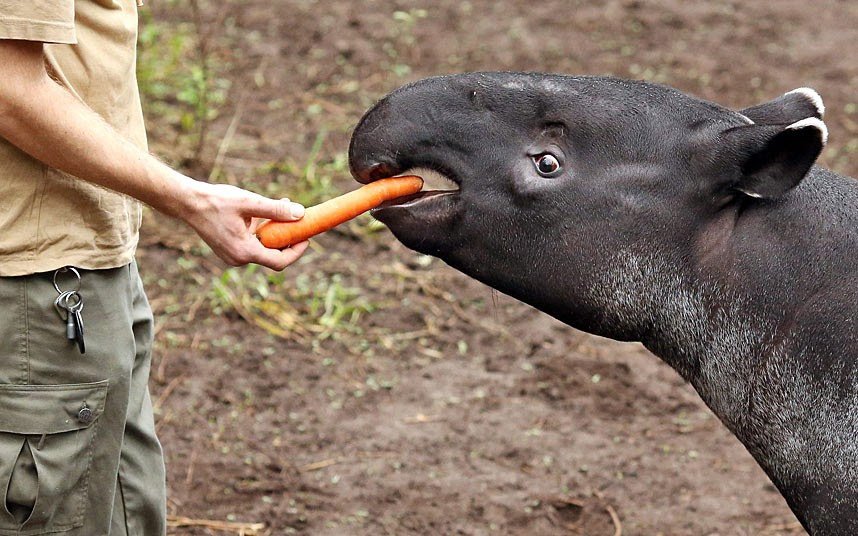  A zookeeper feeds tapir Naru a carrot in Leipzig