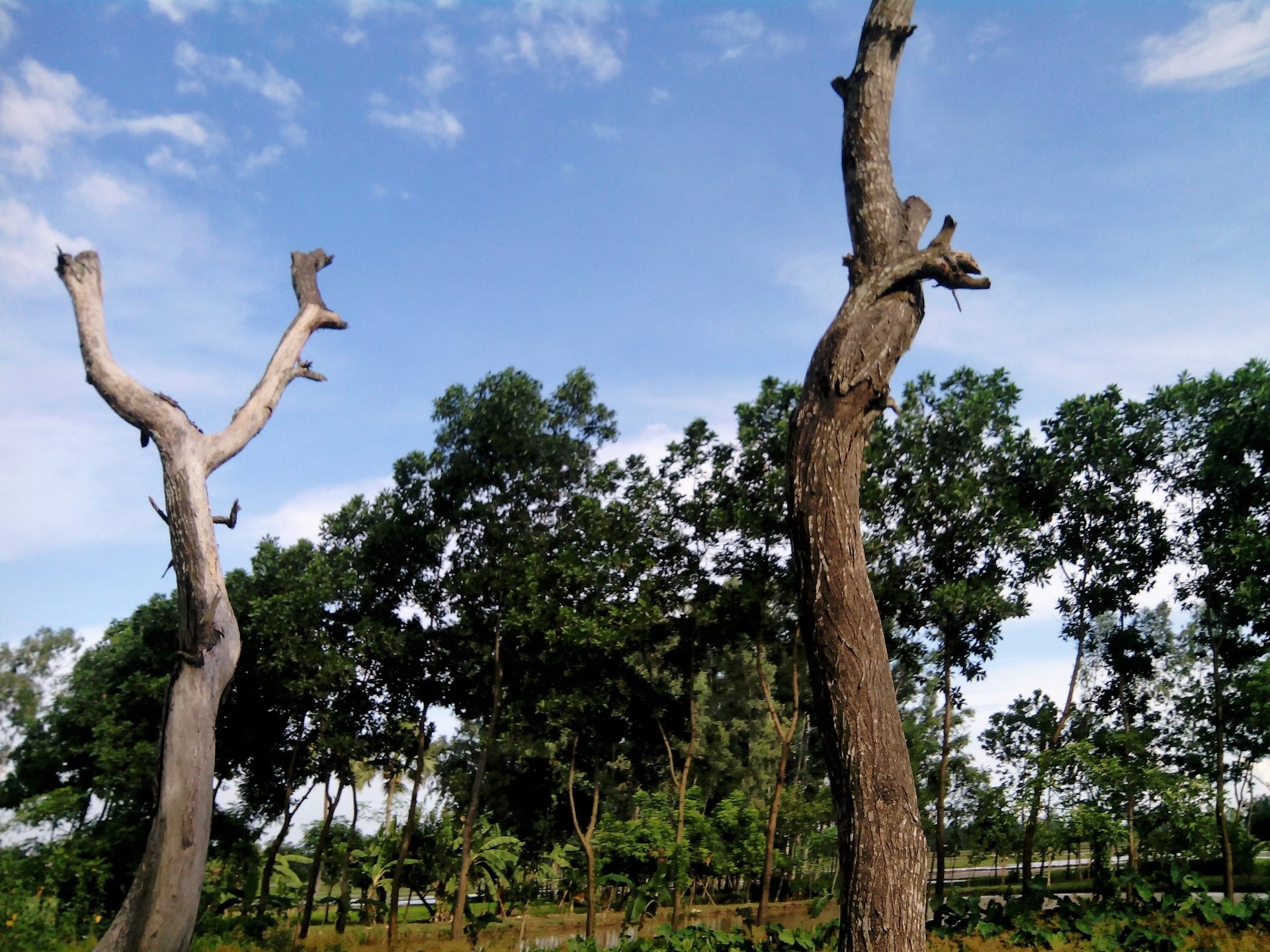 Two bare trees stand against a backdrop of green foliage and a clear blue sky.