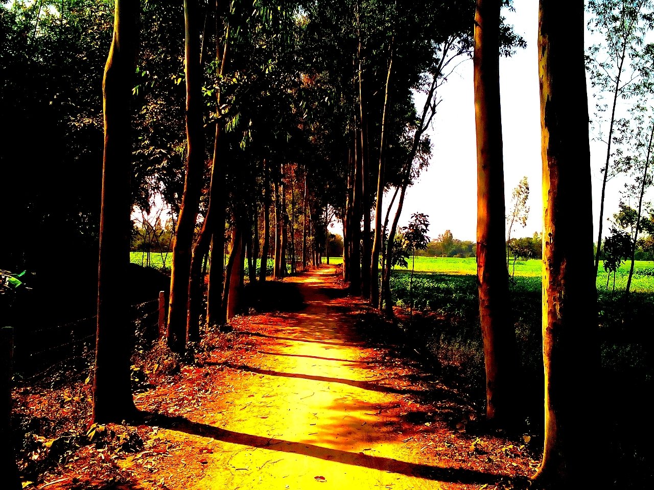  Village road in Bangladesh.