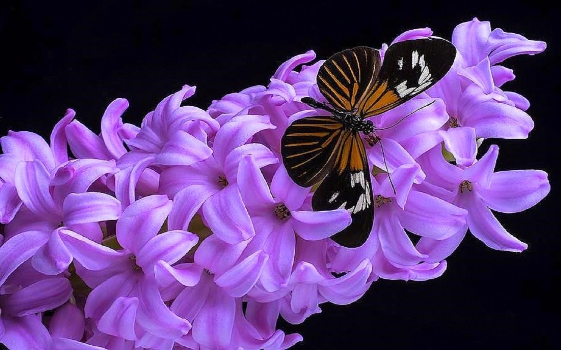 A butterfly rests on a cluster of vibrant purple hyacinth flowers against a black background.