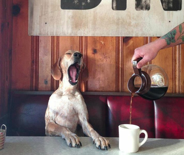 A dog yawns at a table while coffee is being poured into a cup, creating a whimsical scene of morning routine in a cozy diner setting.