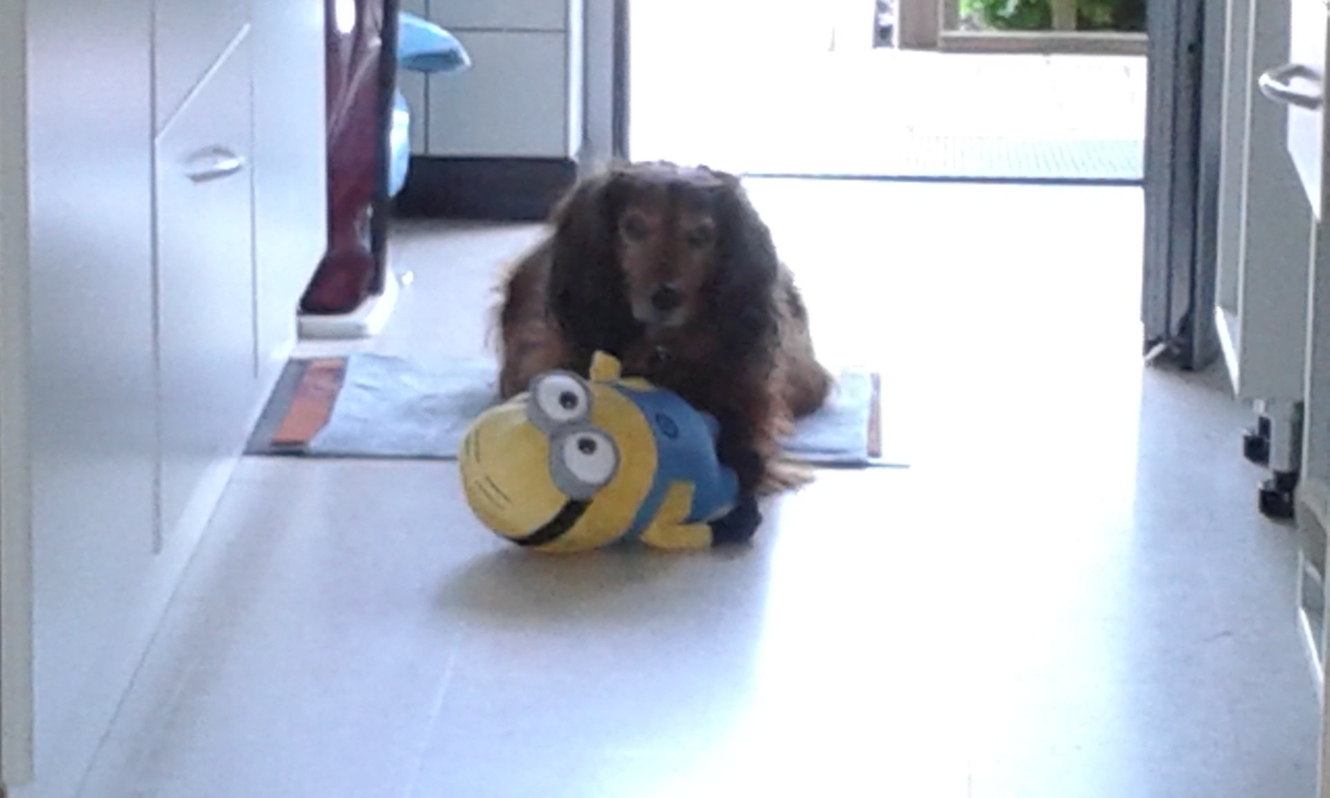  My big friend dachshund