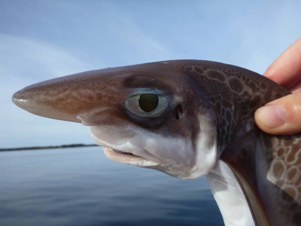  Bored Fish