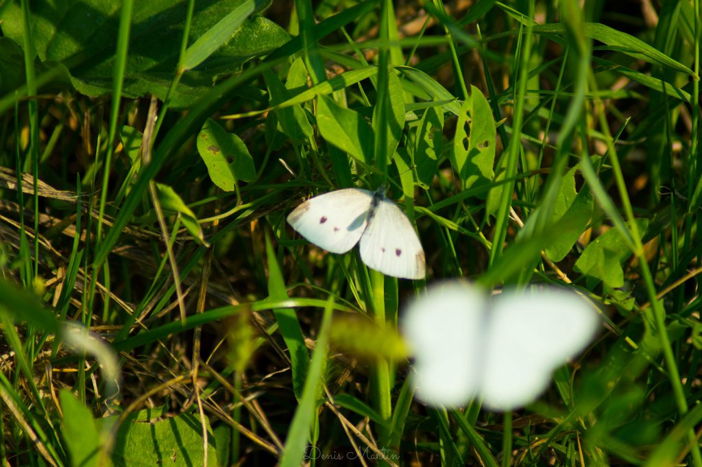 Two white butterflies are captured among green grass and foliage, with one butterfly in sharp focus and the other blurred in the foreground.