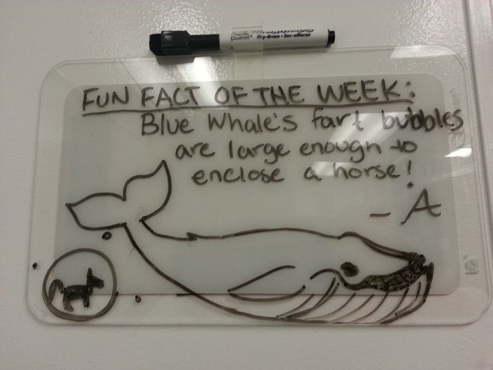  Whale Facts