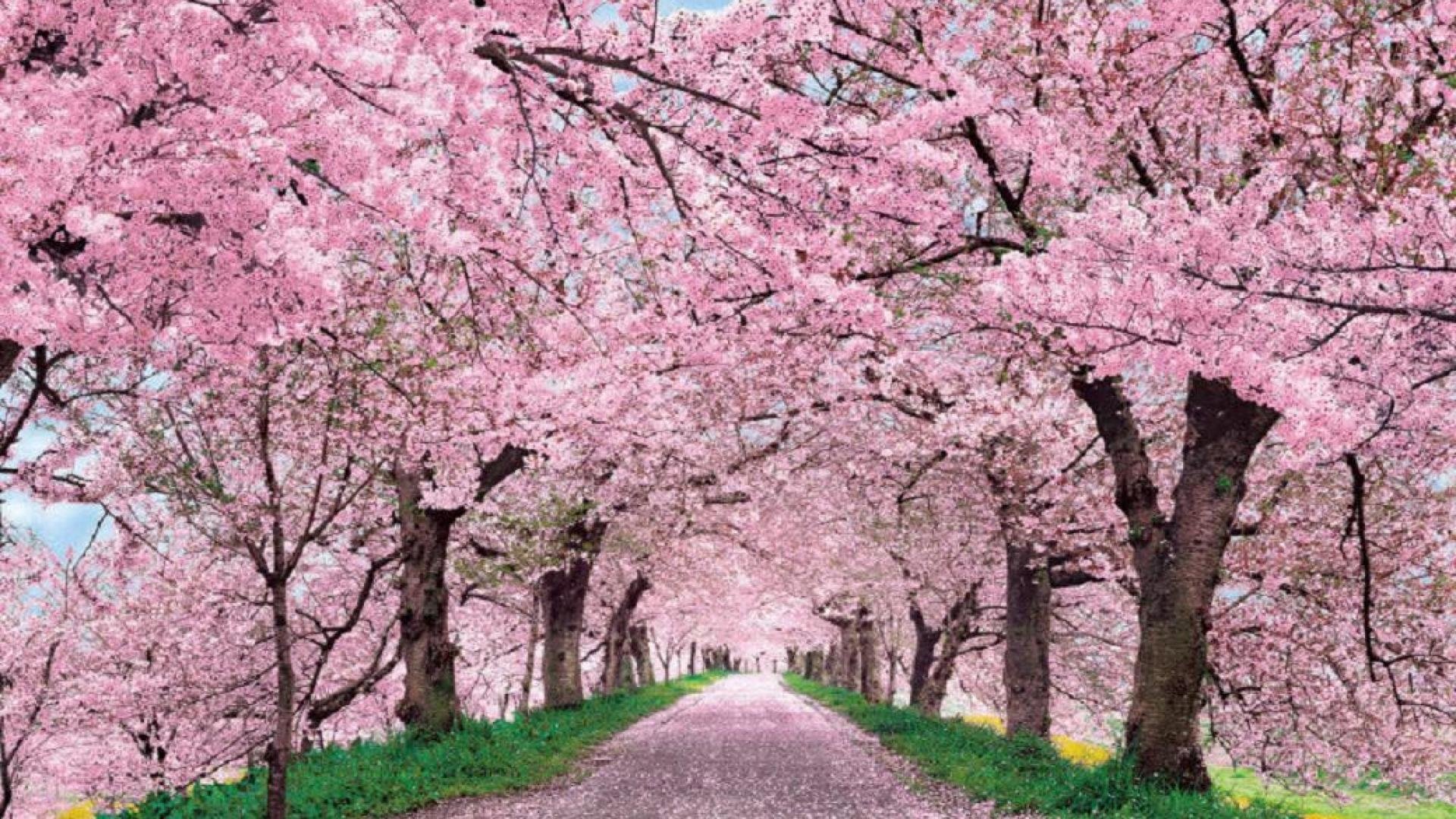 Cherry Tree Road Image ID 136948 Image Abyss