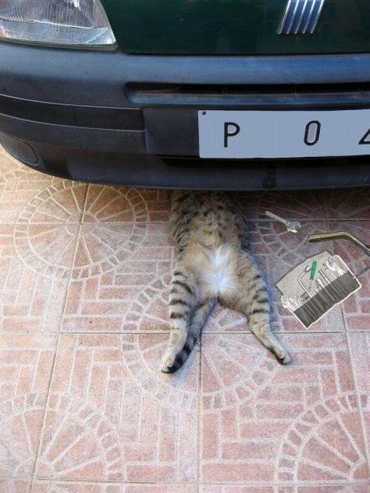 A cat humorously appears to be partially parked under a car, with only its back legs and tail visible on the tiled ground.