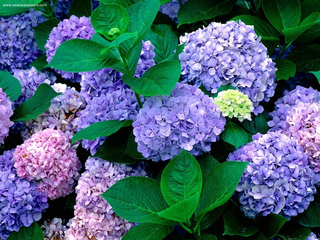 Purple and Pink Hydrangeas - Image Abyss