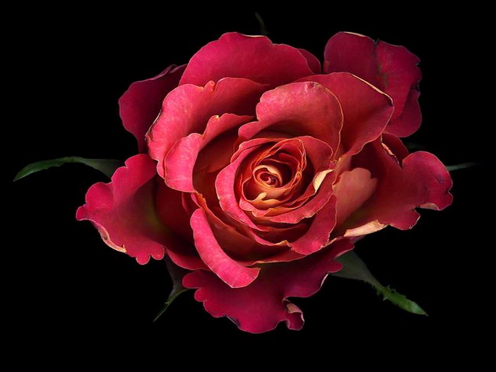  Pink Rose