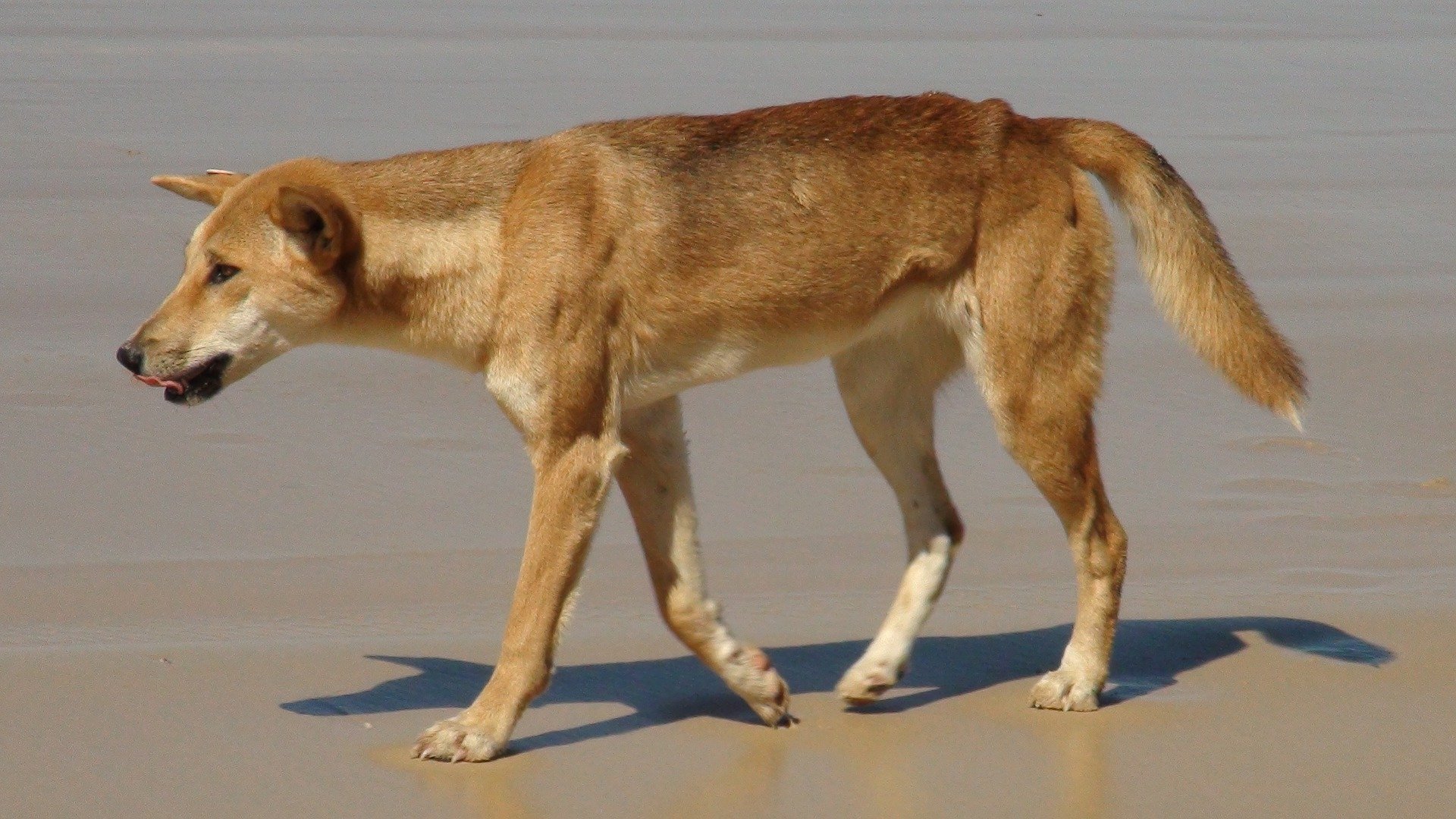  Dingo on Fraser Island in Queensland Australia
