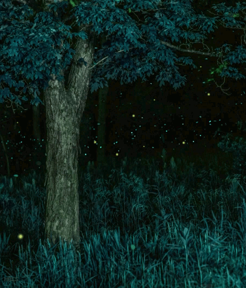  Fireflies in the Forest