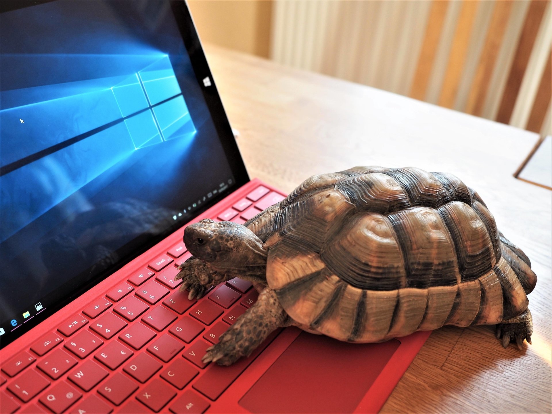 Sulcata Tortoise technology Surface turtle laptop Image