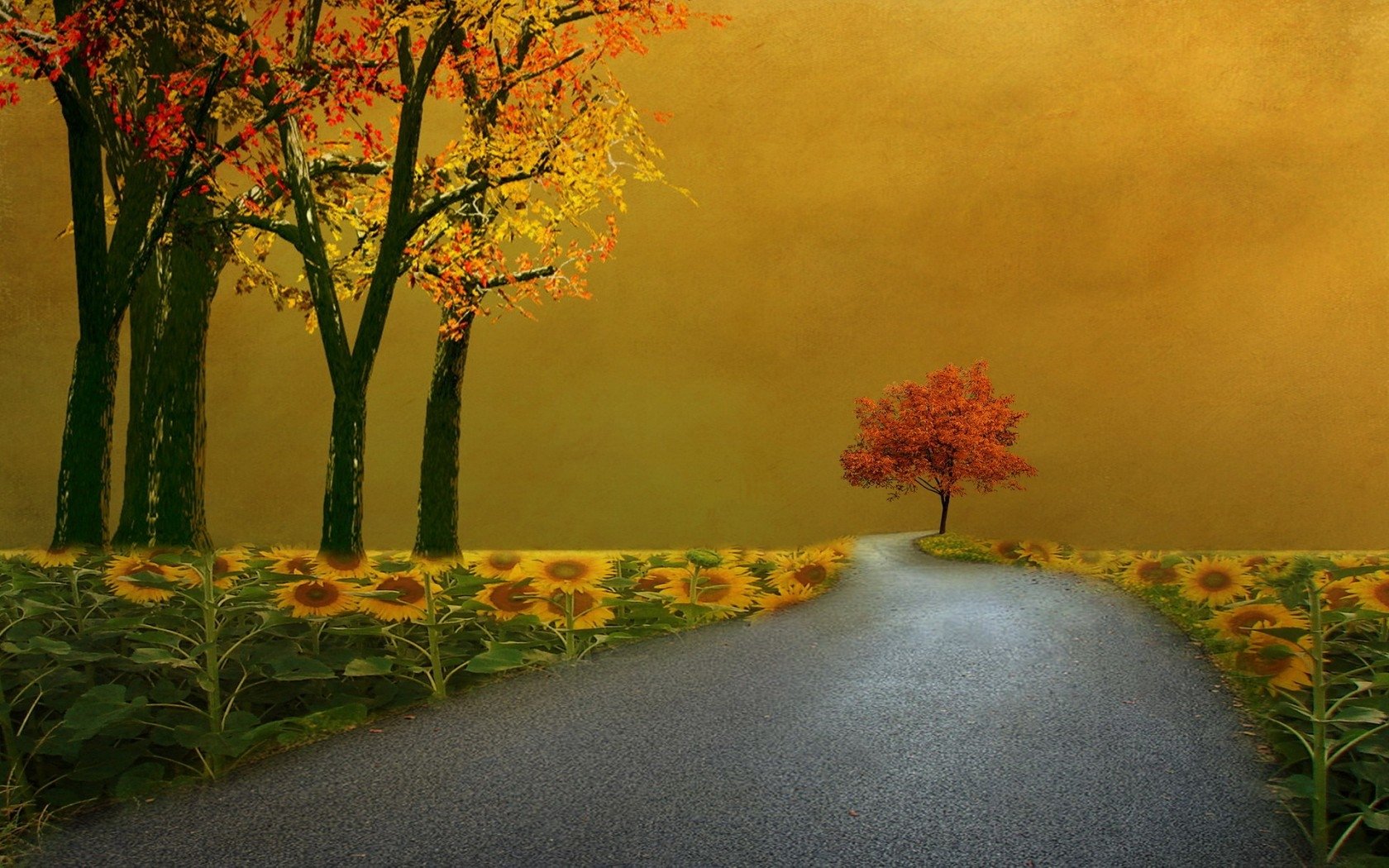 Sunflower Road Image ID 144288 Image Abyss