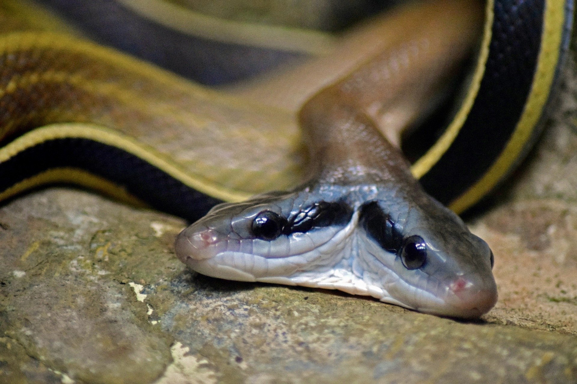  Strange Two-headed Snake