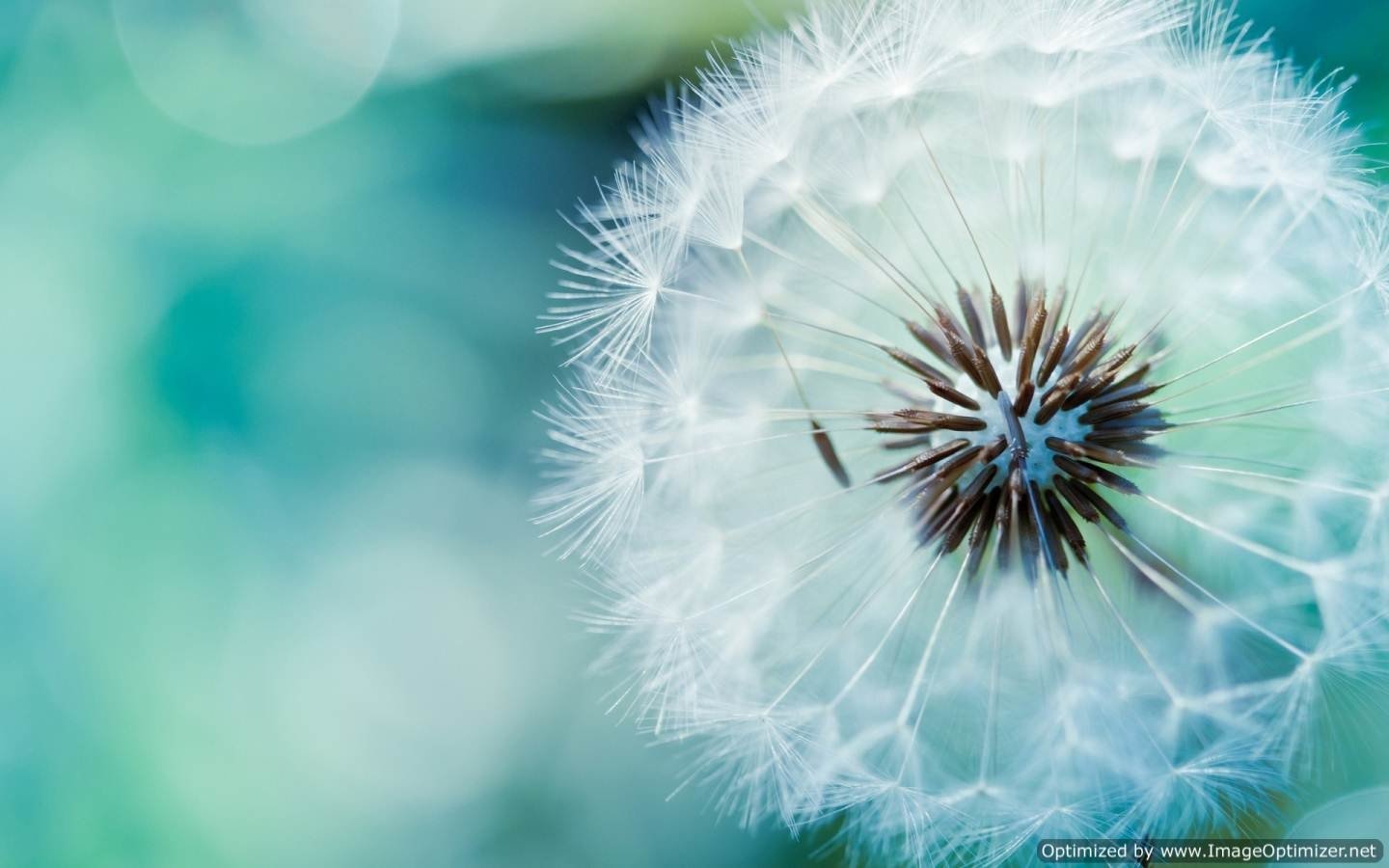 Download Nature Dandelion Image