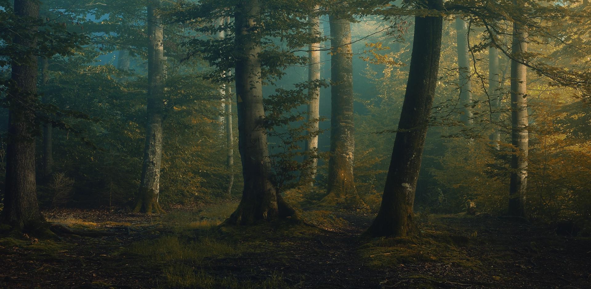 Foggy Forest - Image Abyss