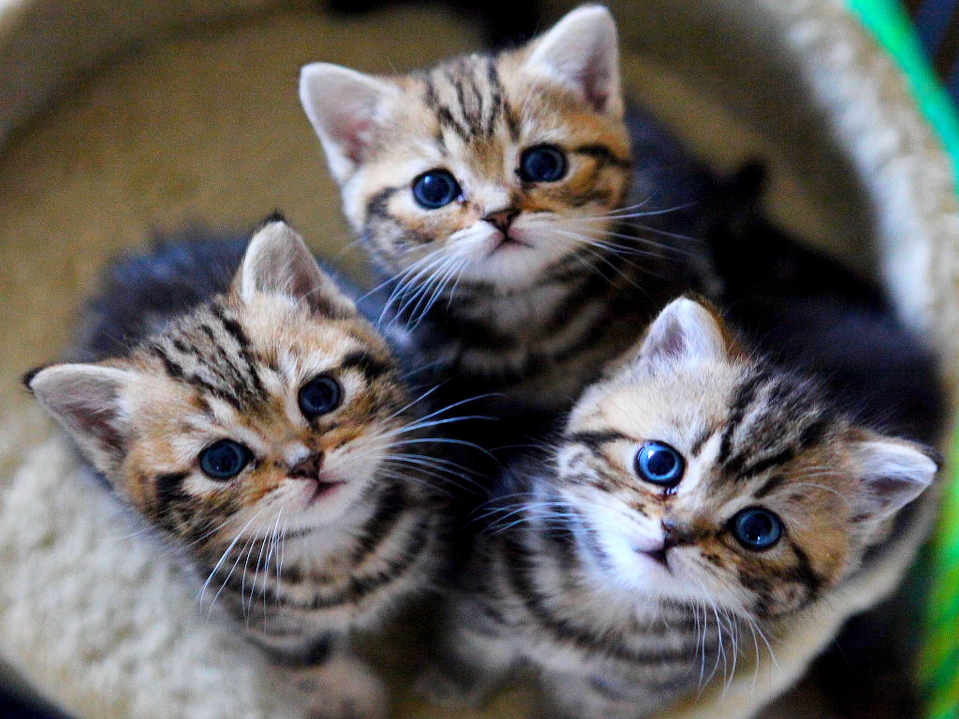 Three Adorable Kittens - Image Abyss