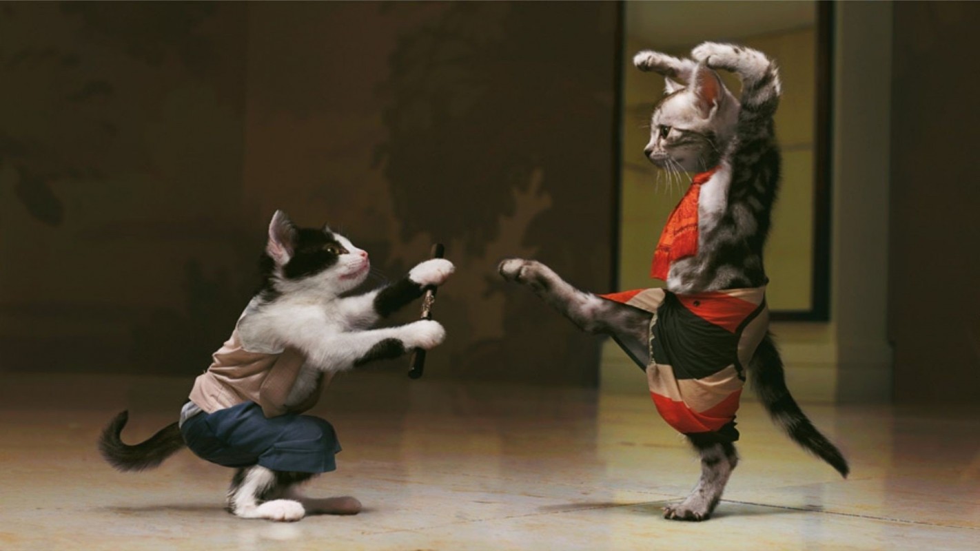 Cats Doing Martial Arts