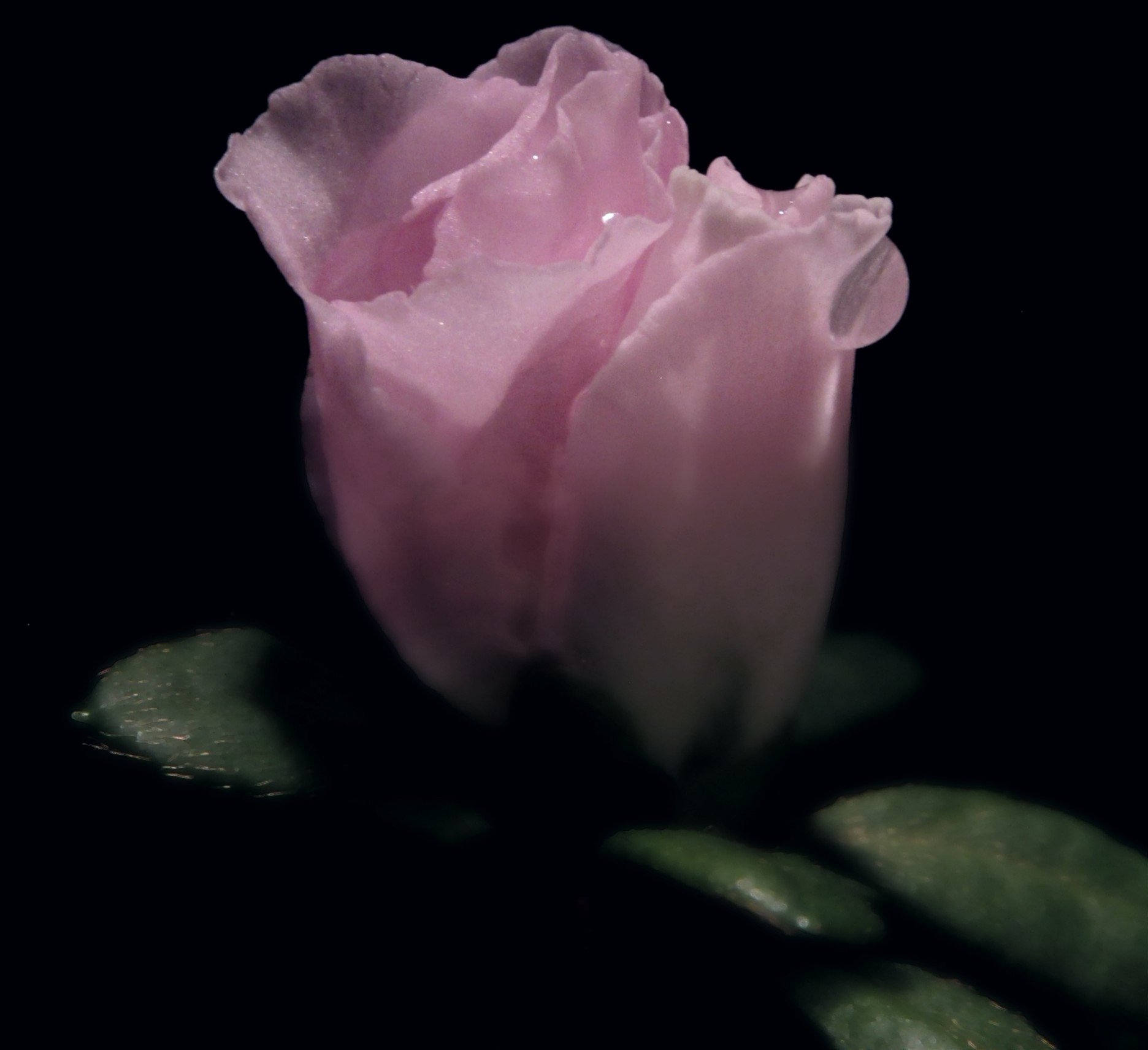 A delicate pink flower stands out against a dark background, showcasing soft petals and lush green leaves, capturing the beauty of nature in full bloom.