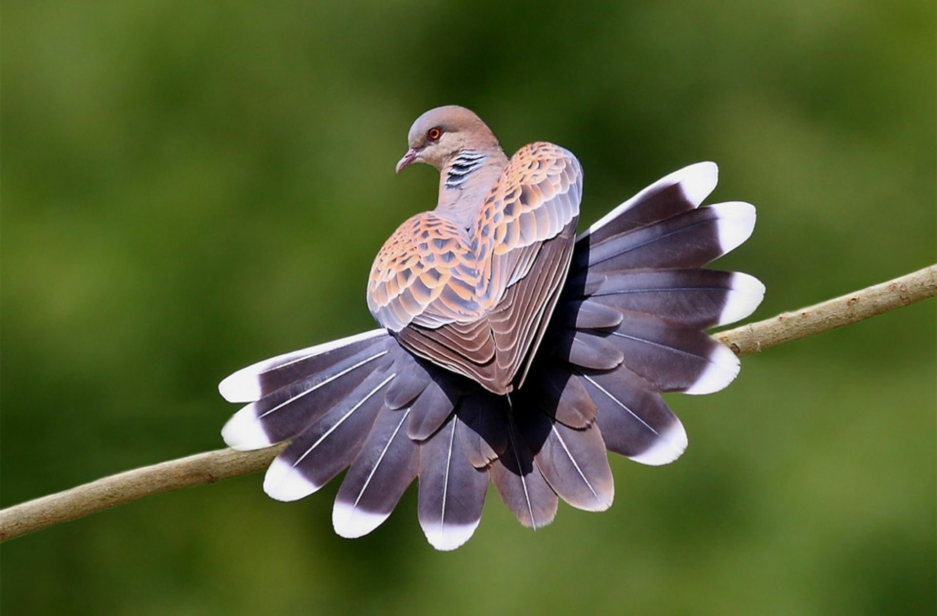 Mourning dove (bird, animal) perched on a thin branch with tail fanned wide, showing white-tipped feathers against a soft green, out-of-focus background.