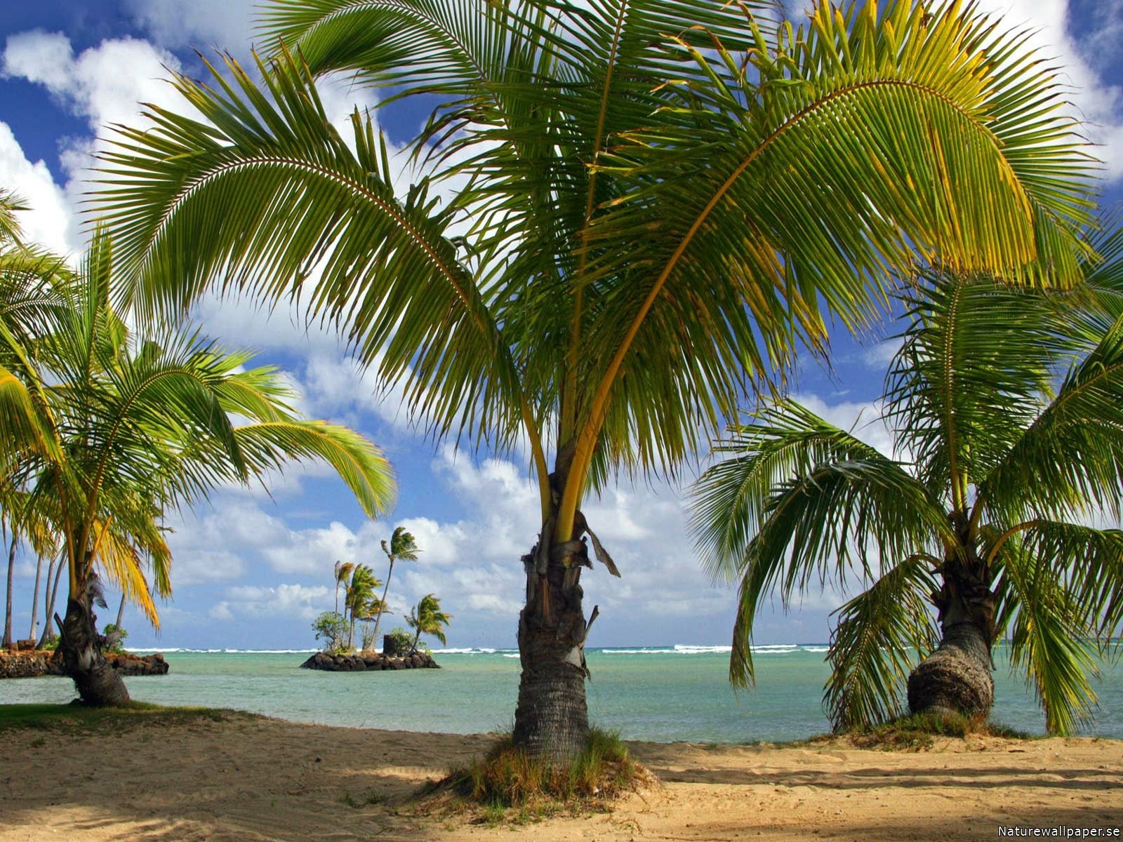 Palm Tree Islands Image ID: 15191 Image Abyss
