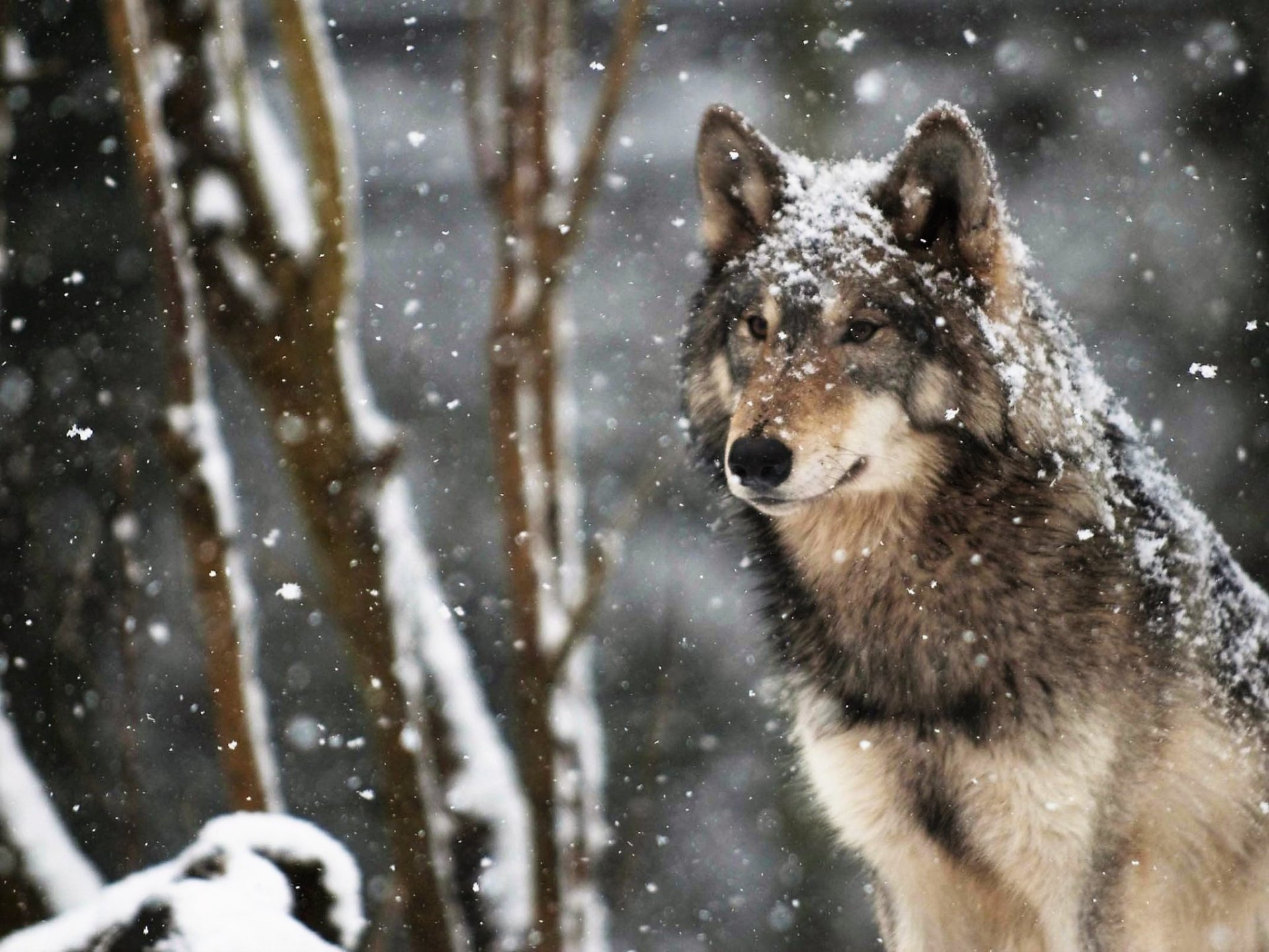 Wolf in the Snow Image ID 152655 Image Abyss