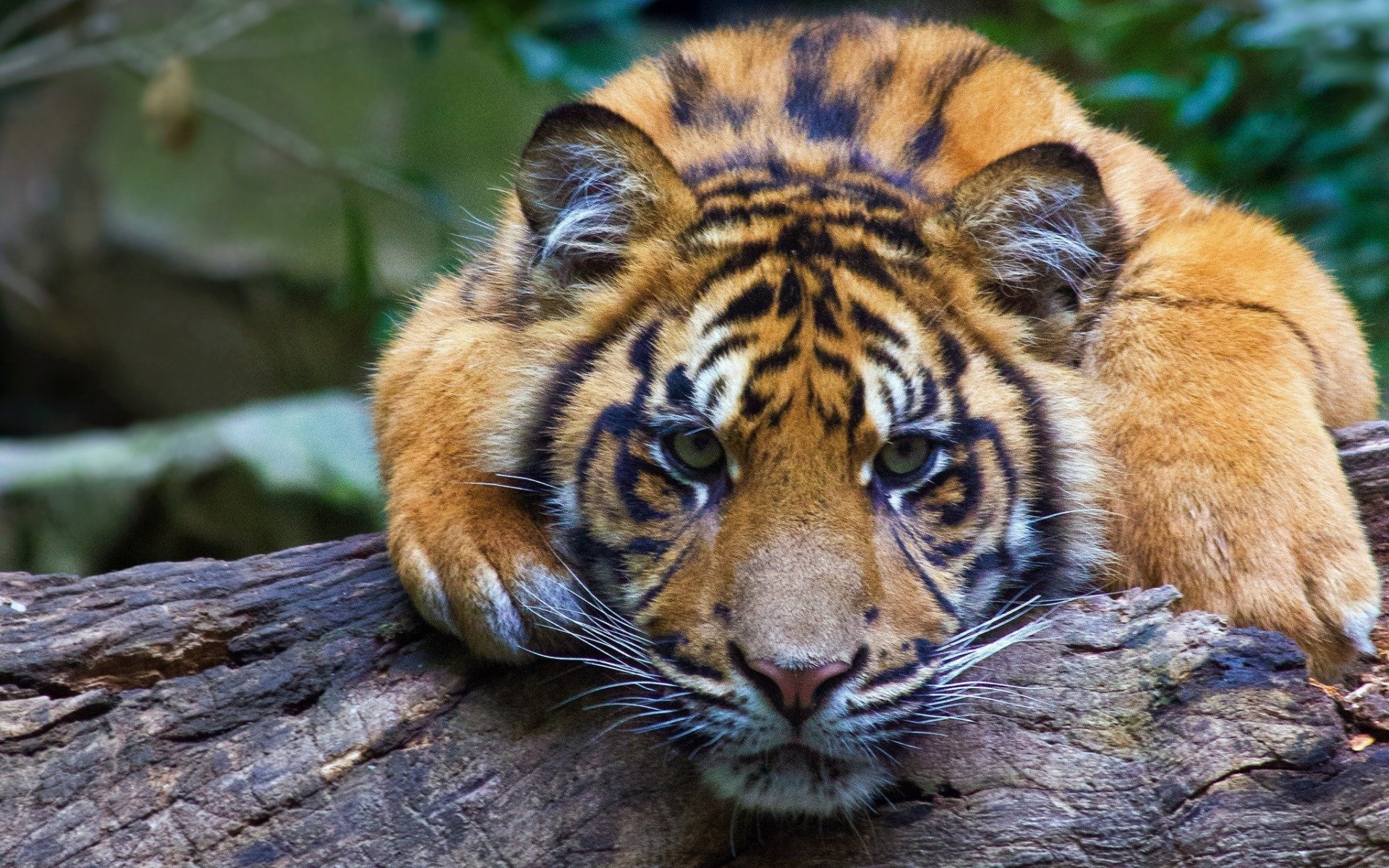 Download Animal Tiger Image