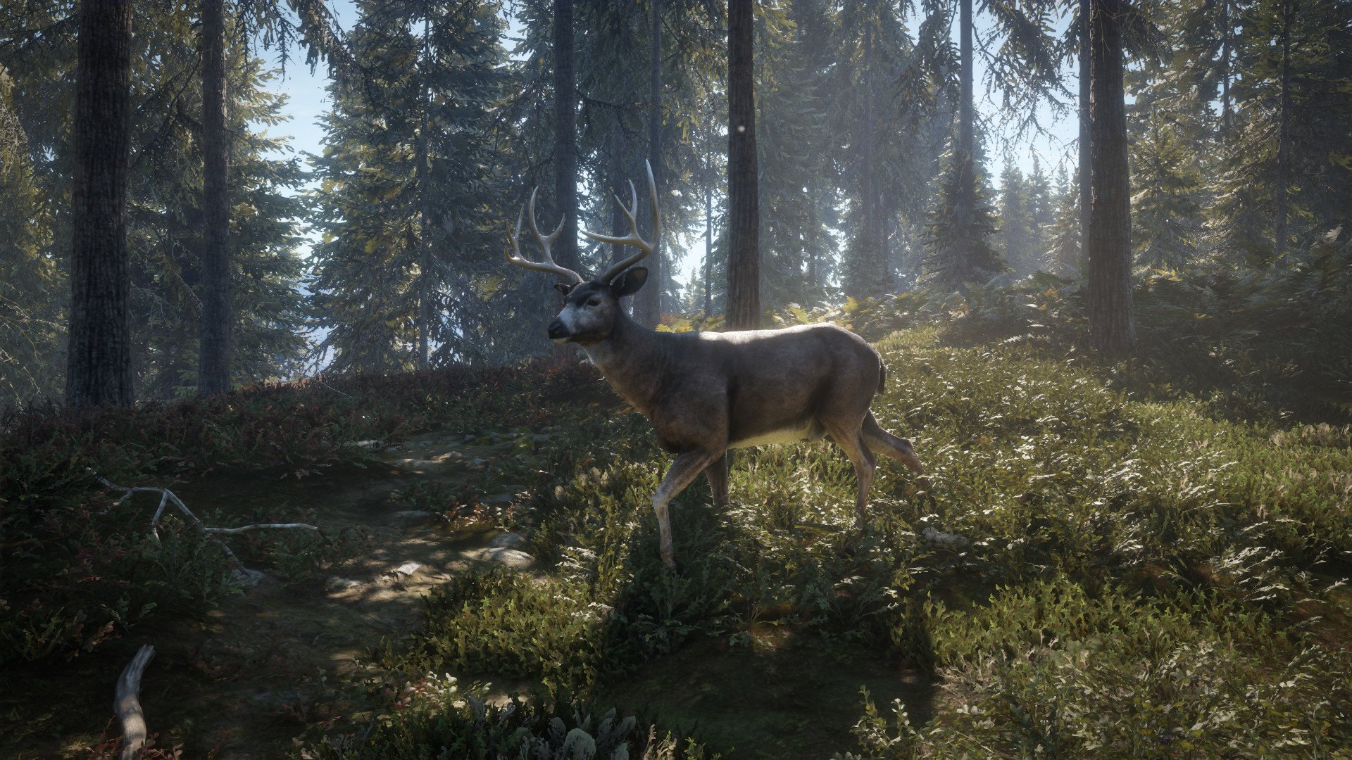 video game theHunter: Call of The Wild Image