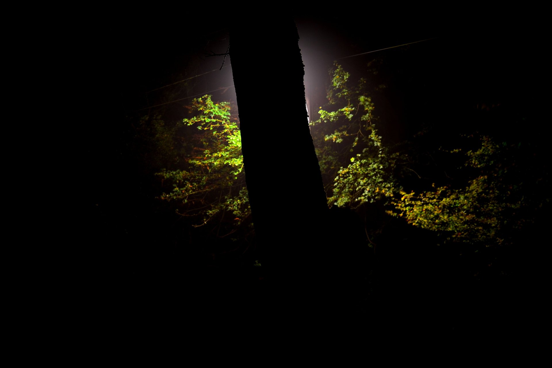 dark nature dark nature Image