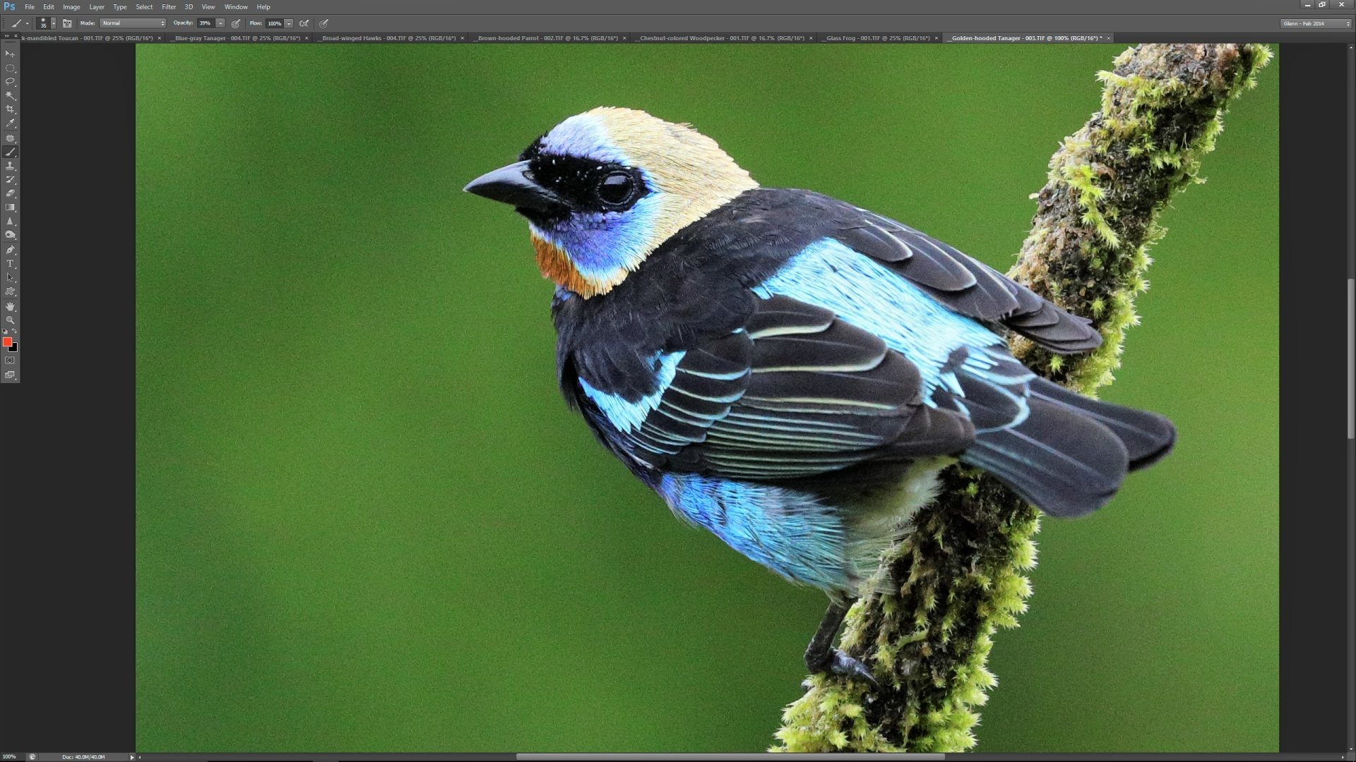 golden-hooded tanager bird Animal tanager Image