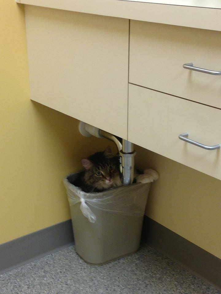  Hiding from the vet