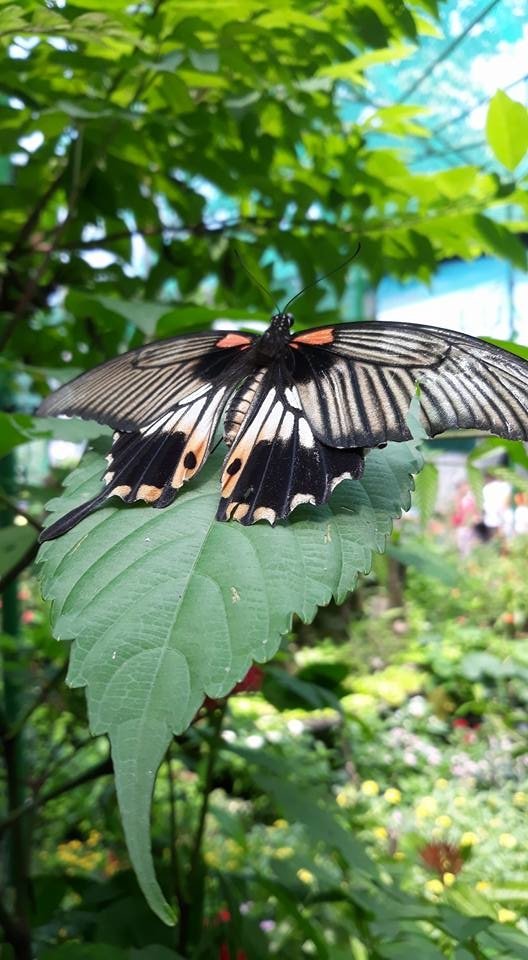 A black and white butterfly with orange spots rests on a green leaf in a sunlit garden filled with lush plants.