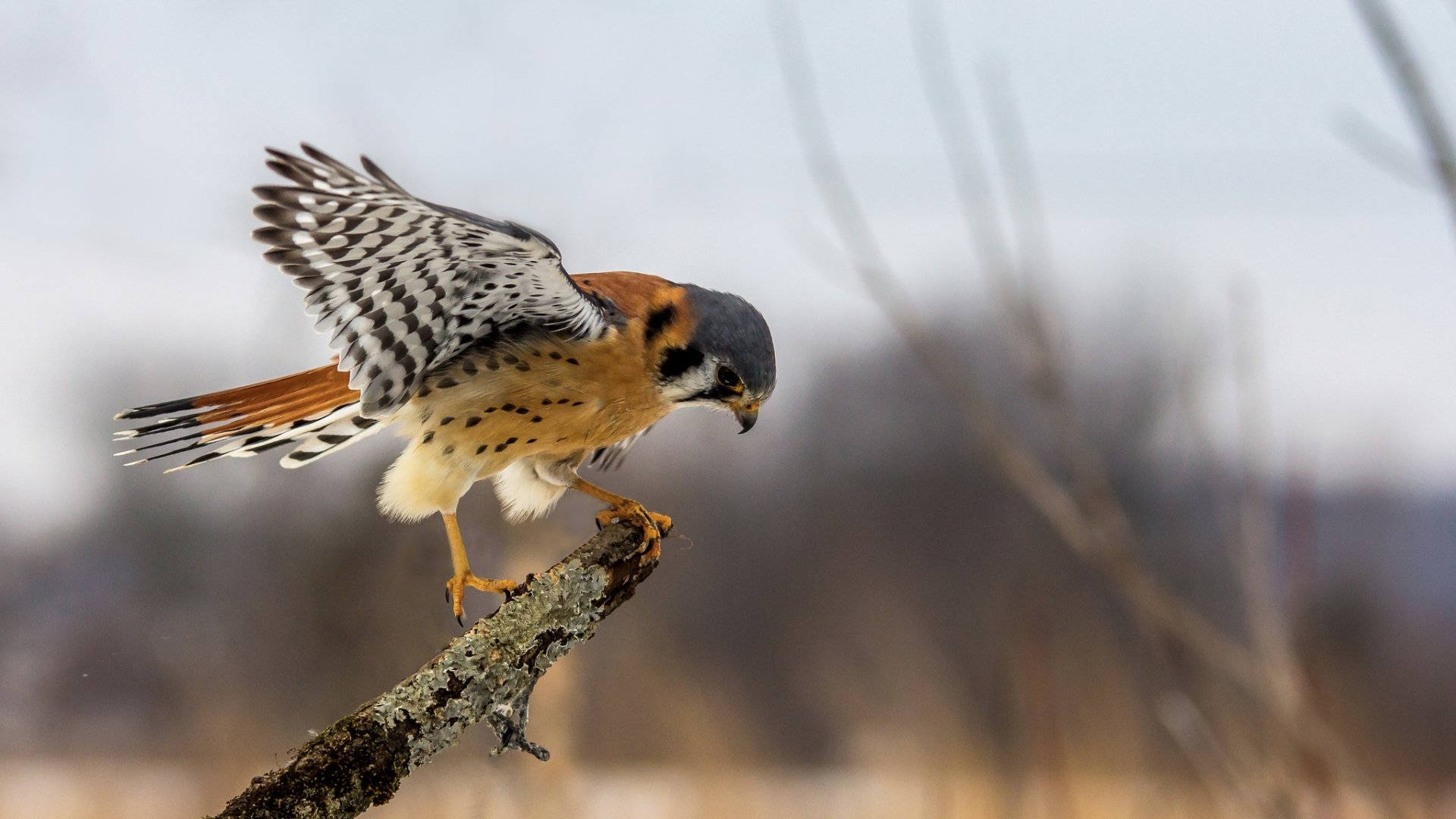 bird Animal kestrel Image