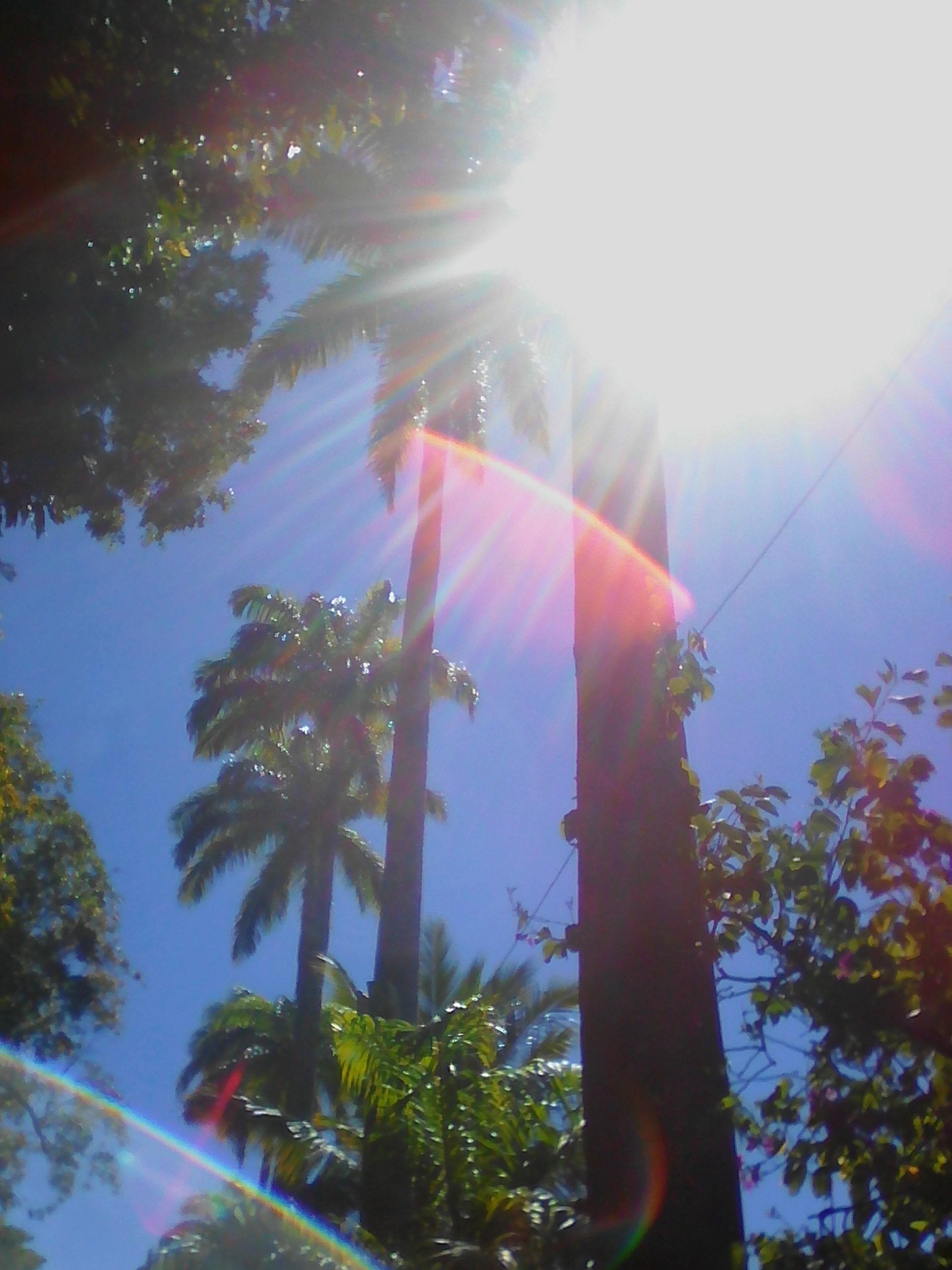 nature palm tree Image