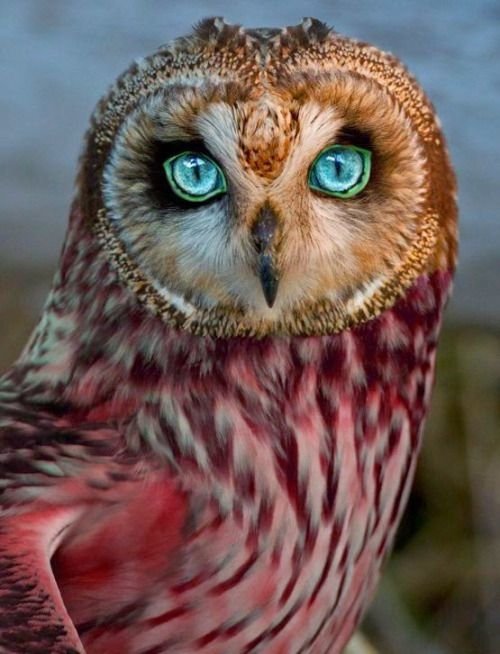 A close-up of an owl with striking green eyes, featuring a mix of brown and reddish plumage, showcasing its intricate facial details and captivating gaze.