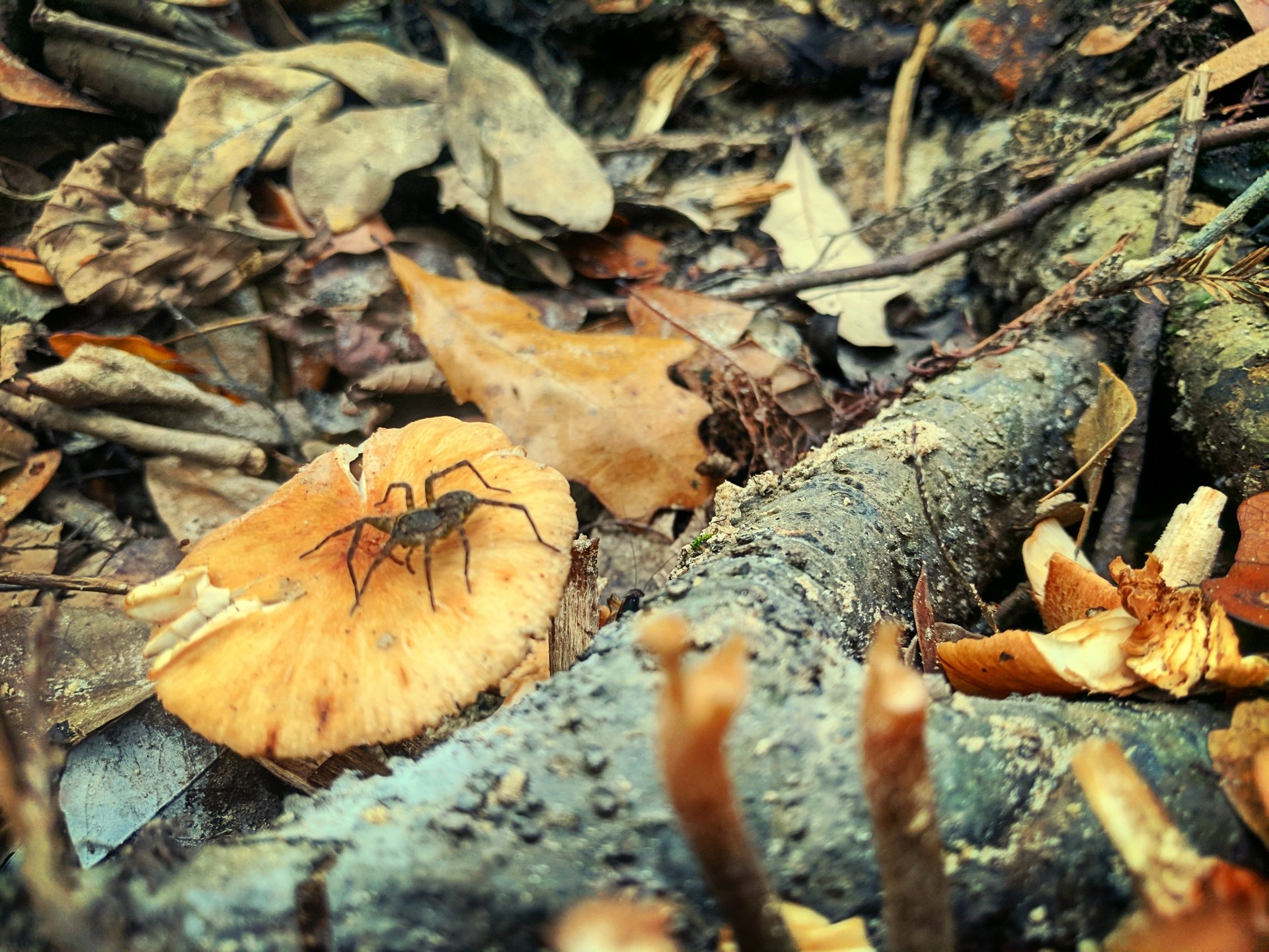  Spider at the Penahachee