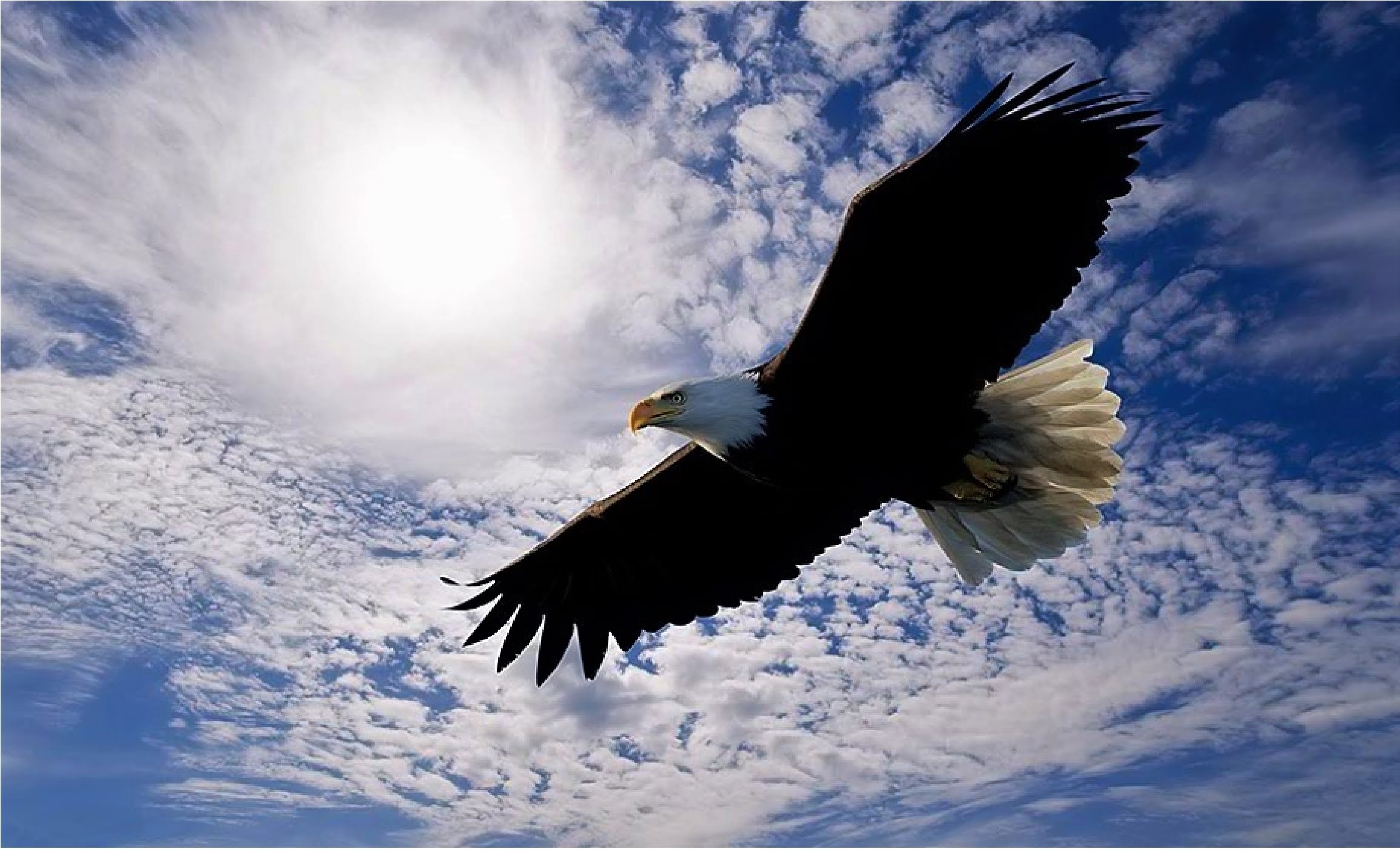 Download Sky Flying Eagle Animal Bald Eagle Image