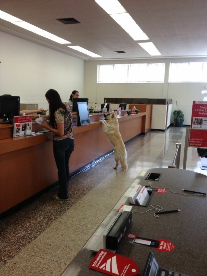 A dog stands on its hind legs at a bank counter receiving customer service indoors while a woman is assisted nearby.