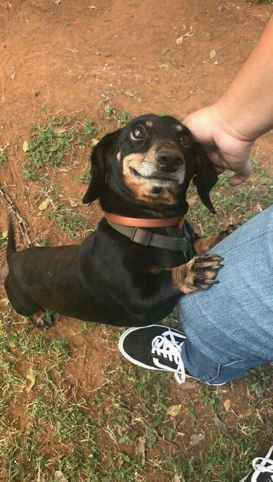  Can i love you hooman?