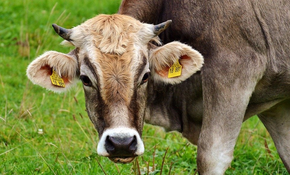 Cow Image - ID: 165041 - Image Abyss