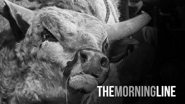 Animal bull Image