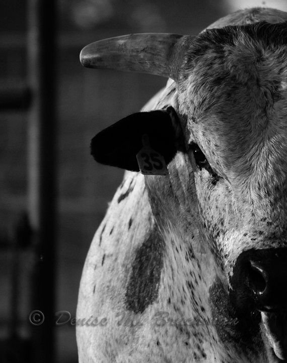 Animal bull Image