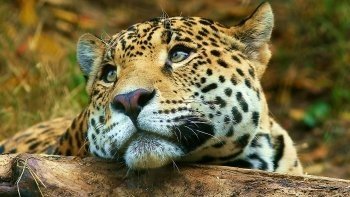 Download Animal Jaguar Image