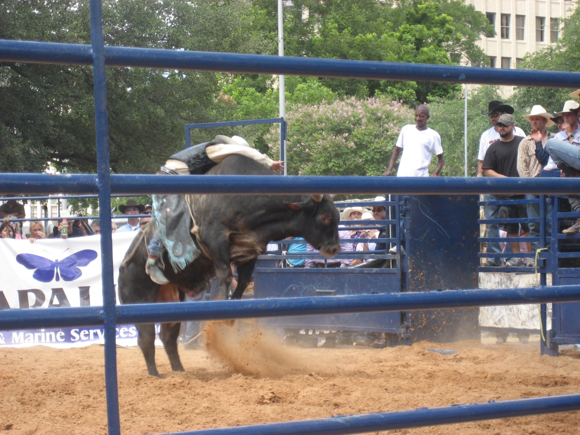 bullriding Sports Image