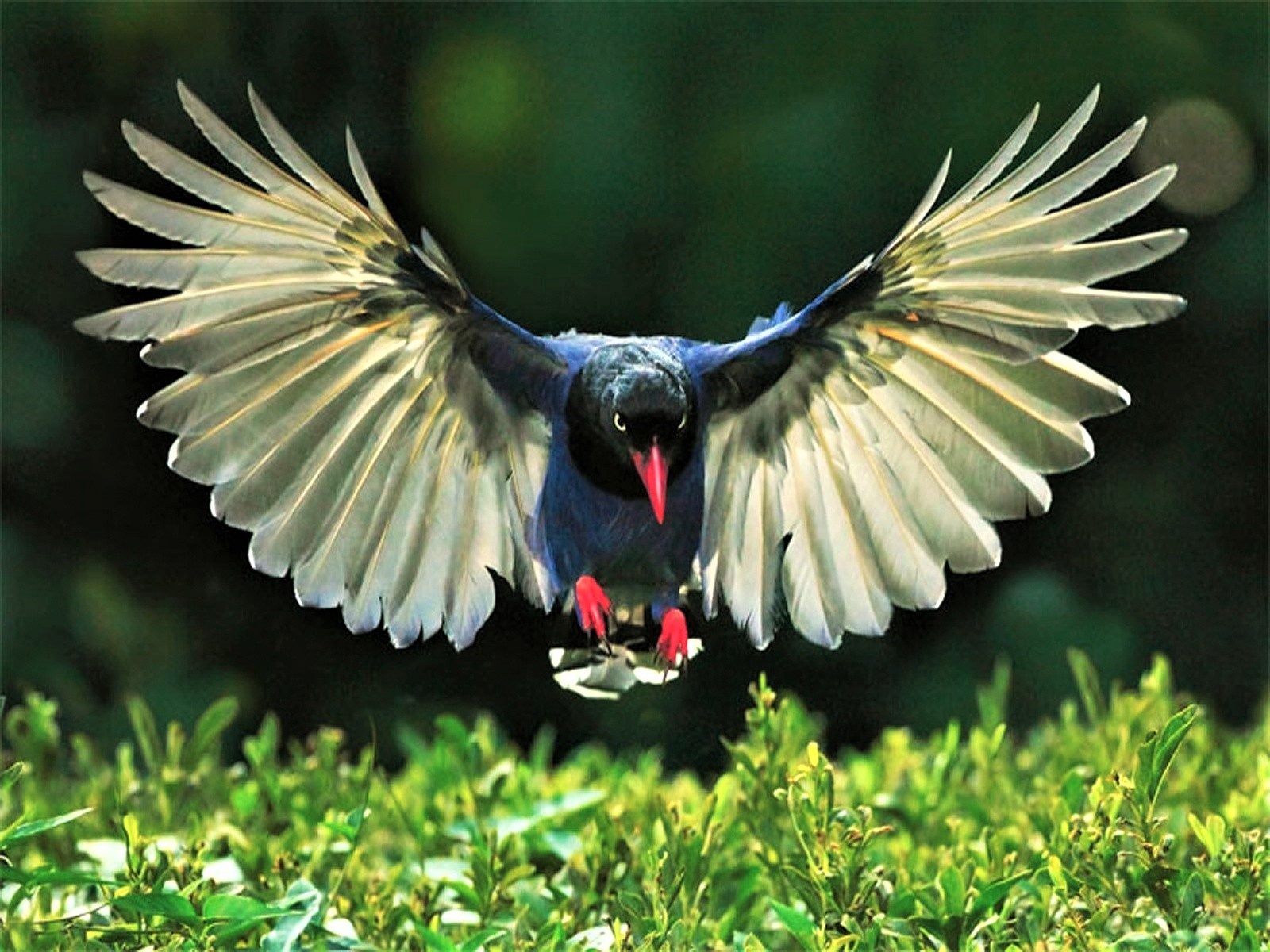 Magpie Spreading Its Wings