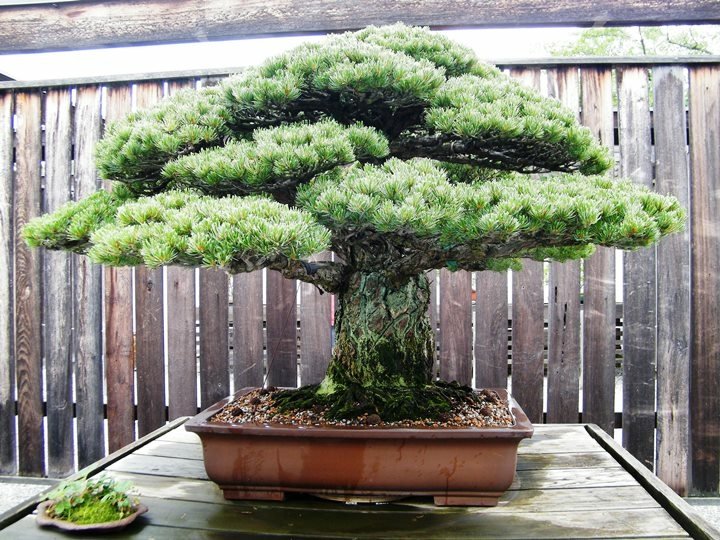  390 Year Old Bonsai Tree
