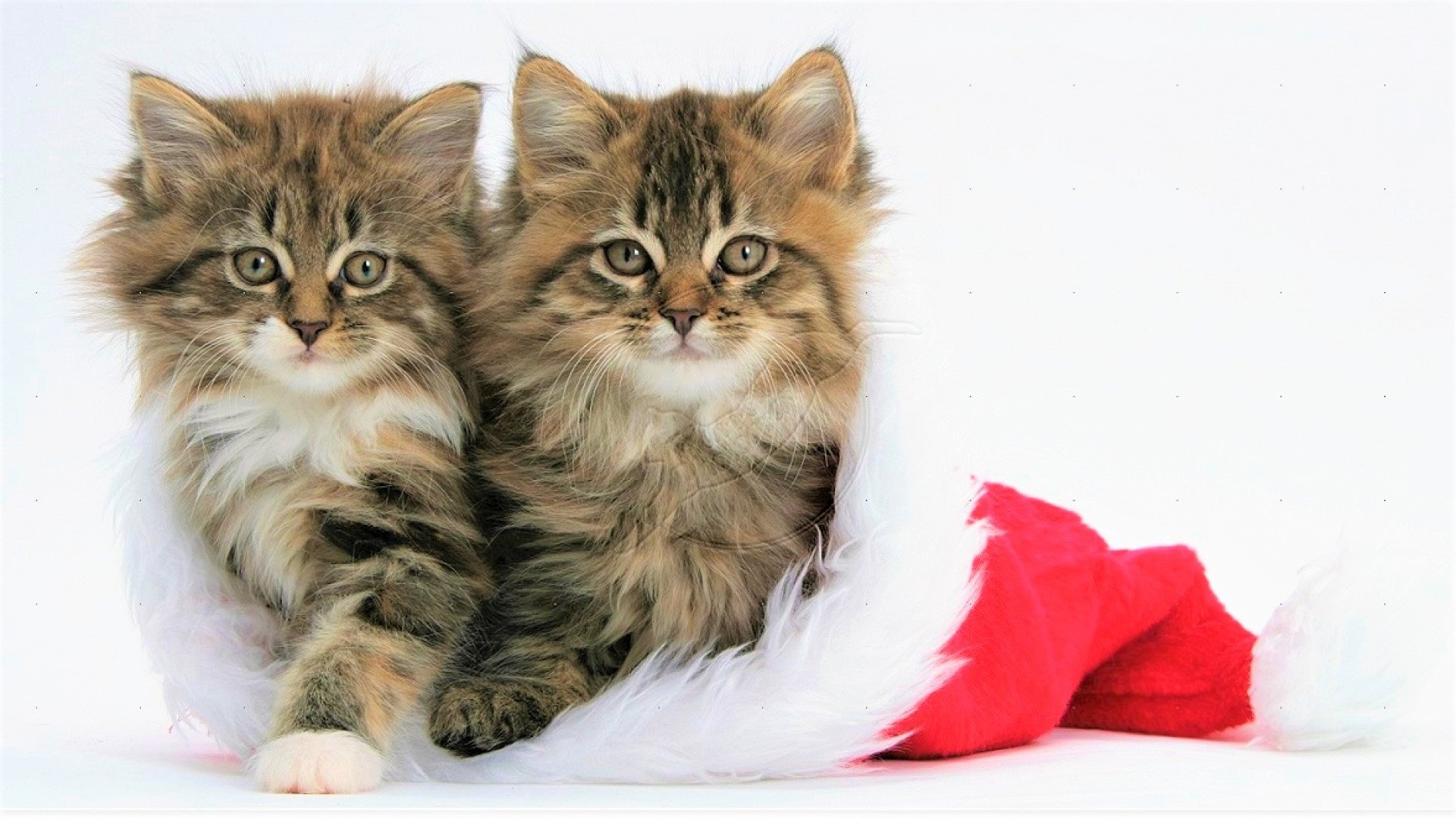  Maine Coon Kittens in Christmas Stocking