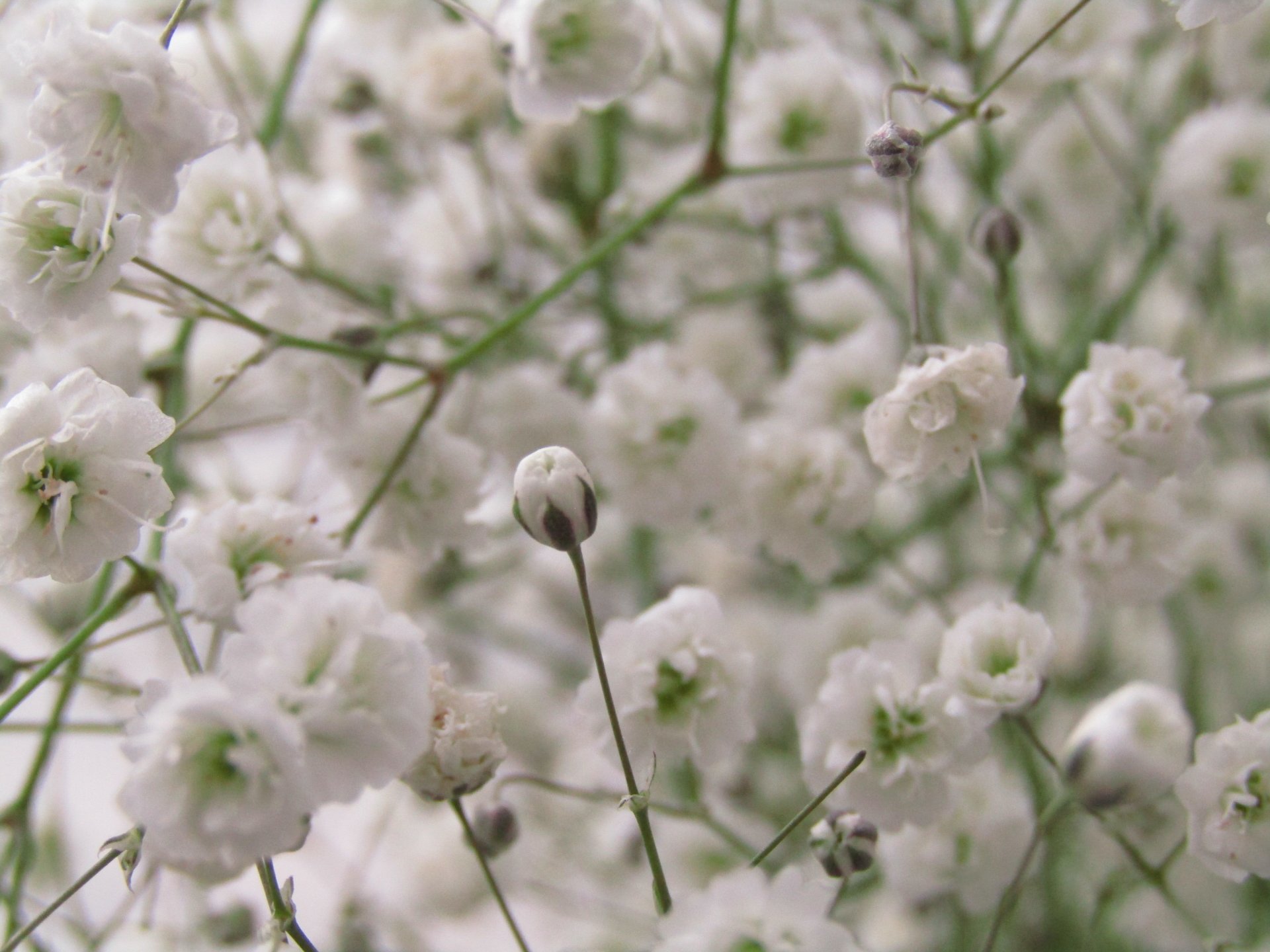  Baby's Breath bouquet