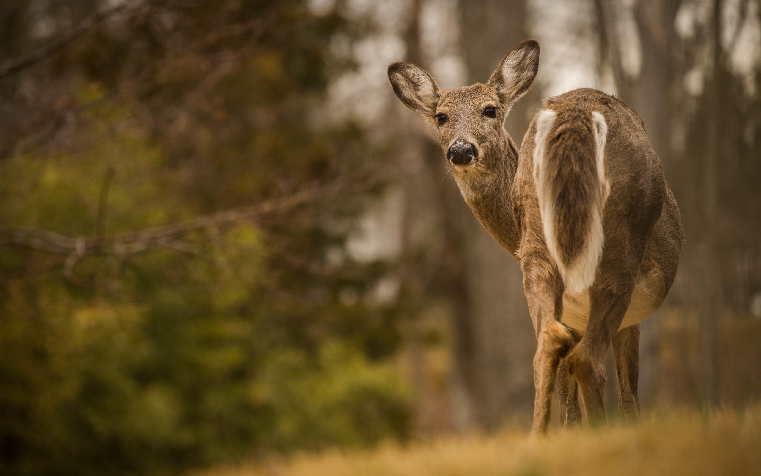 природа животные олень nature animals deer скачать