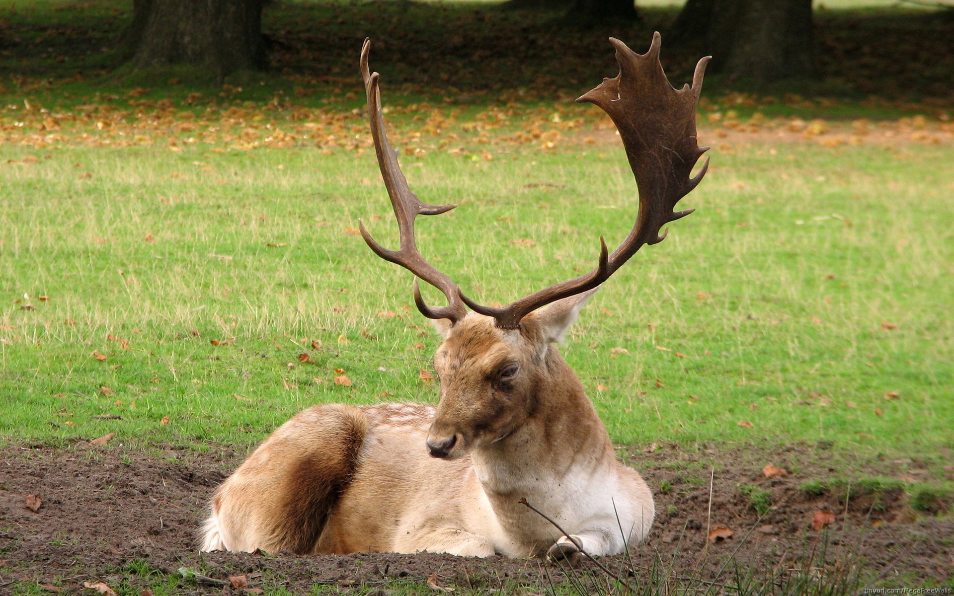 A deer (animal) with broad palmate antlers lying on grass in a shaded park setting.